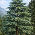 Céder himalájsky (Cedrus deodara) - výška 20-30 cm, kont. C3L